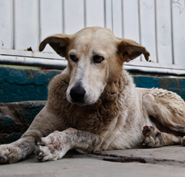 В Госдуме поддержали законопроект«Единой России» о штрафах завыброшенных животных